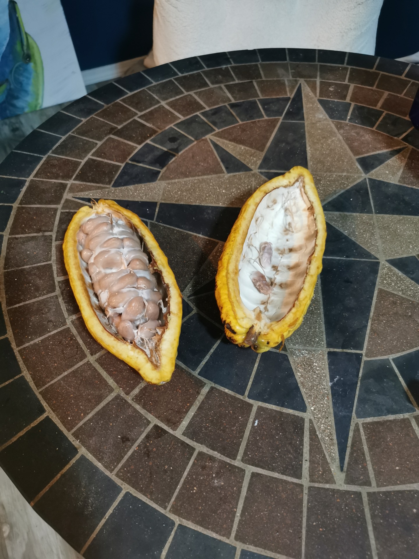 Kakaobohnen im Schleimbett