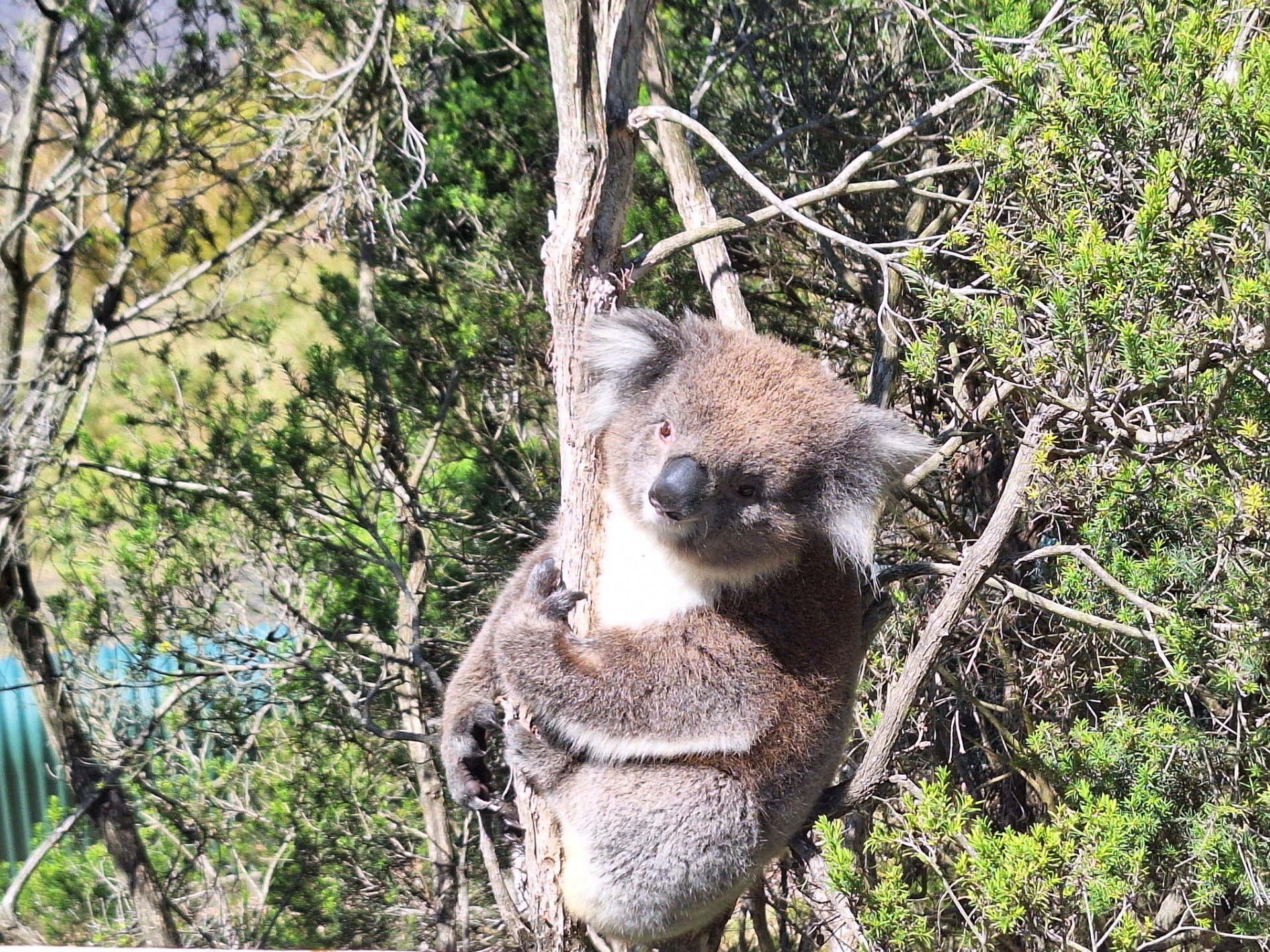 Australien 