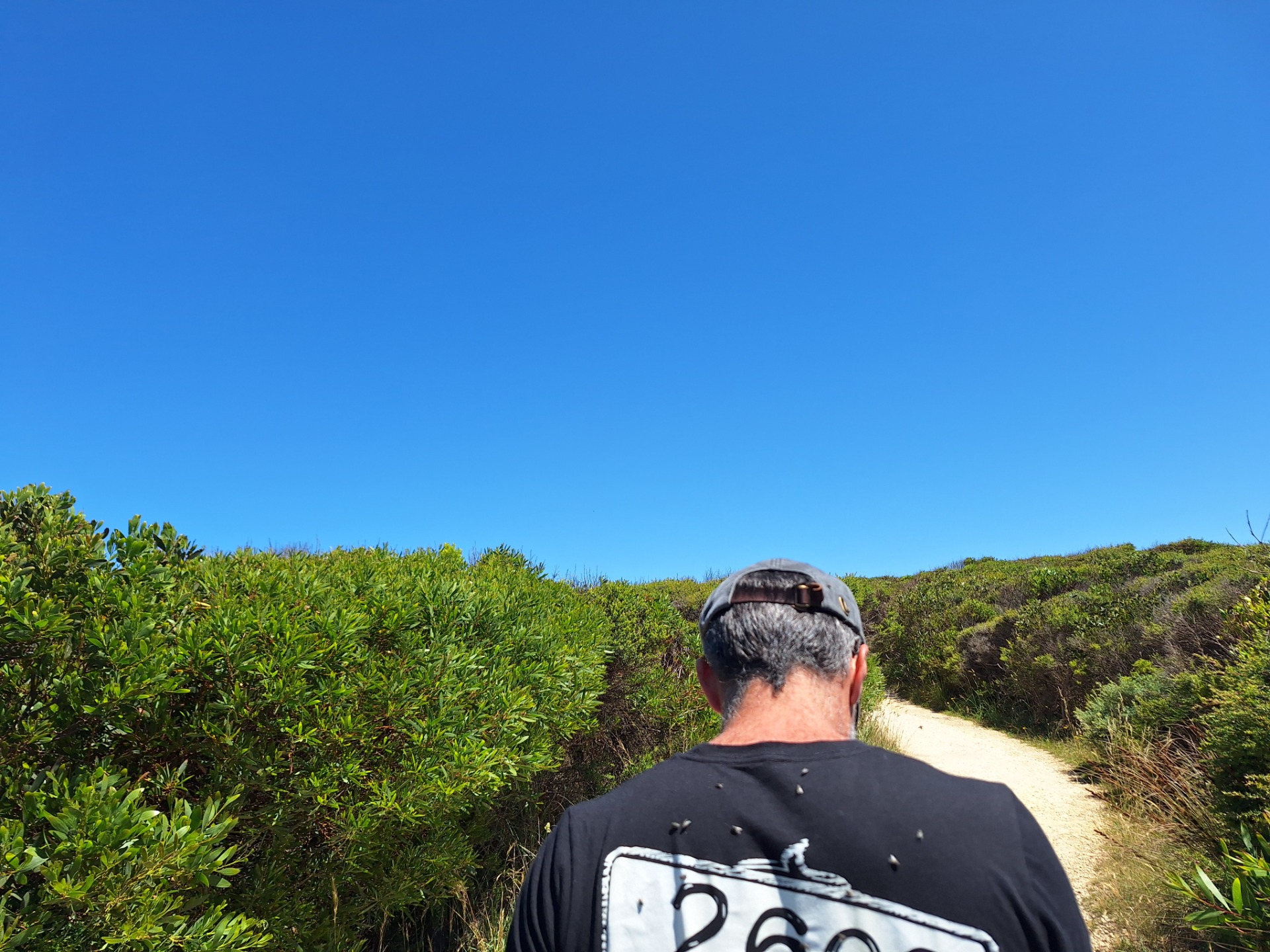 Fliegenbiester in Wartestellung